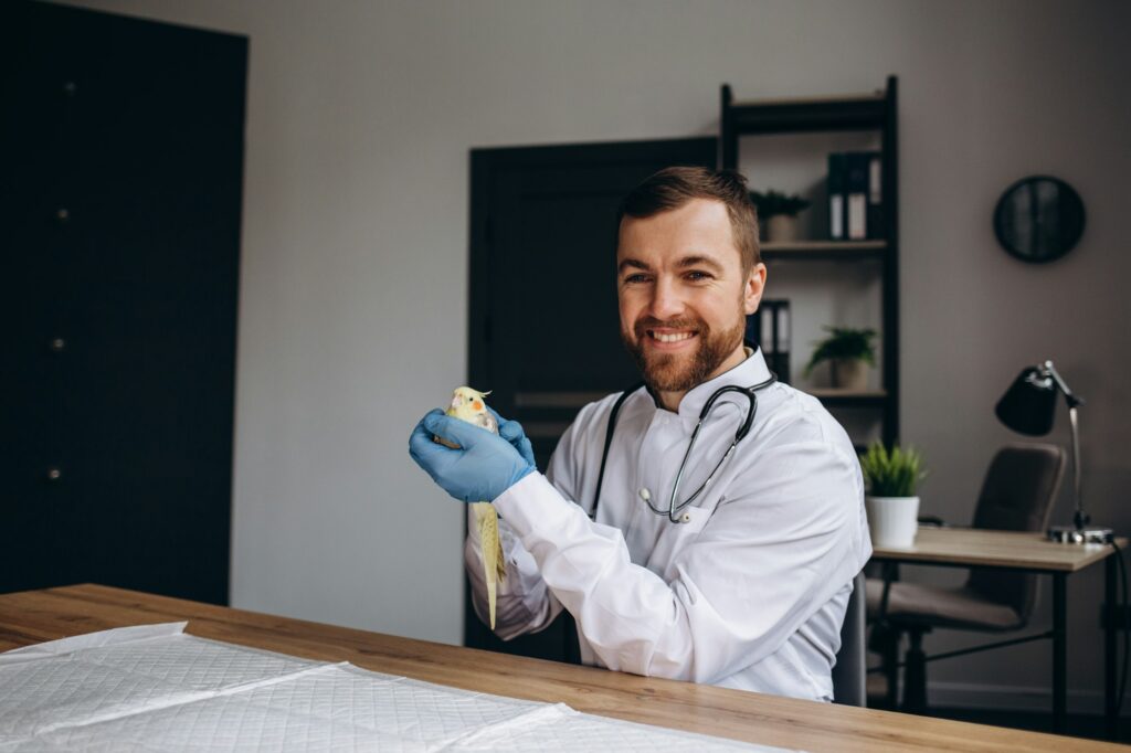 Veterinarian examining sick African grey parrot with stethoscope at vet clinic