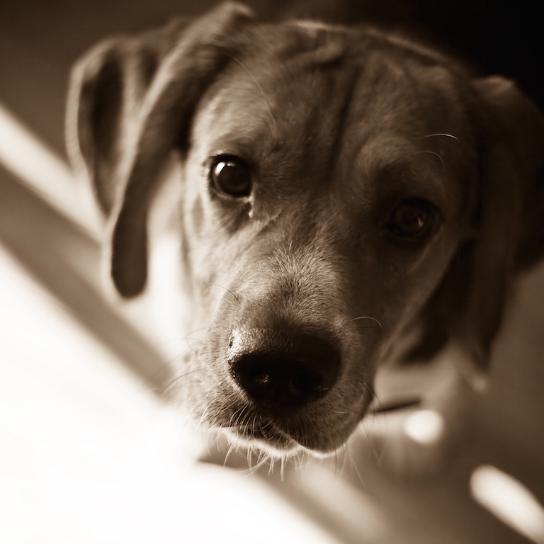 Chien âgé dormant plus que d’habitude, changement dans le cycle de sommeil lié au syndrome de dysfonction cognitive