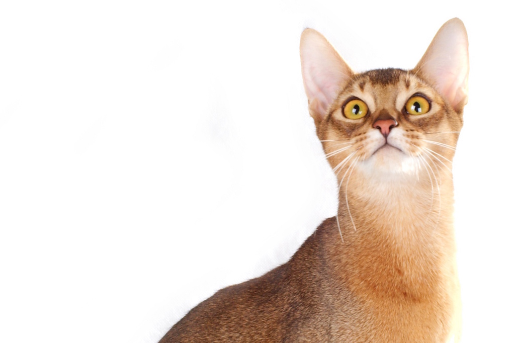 hyperesthésie féline