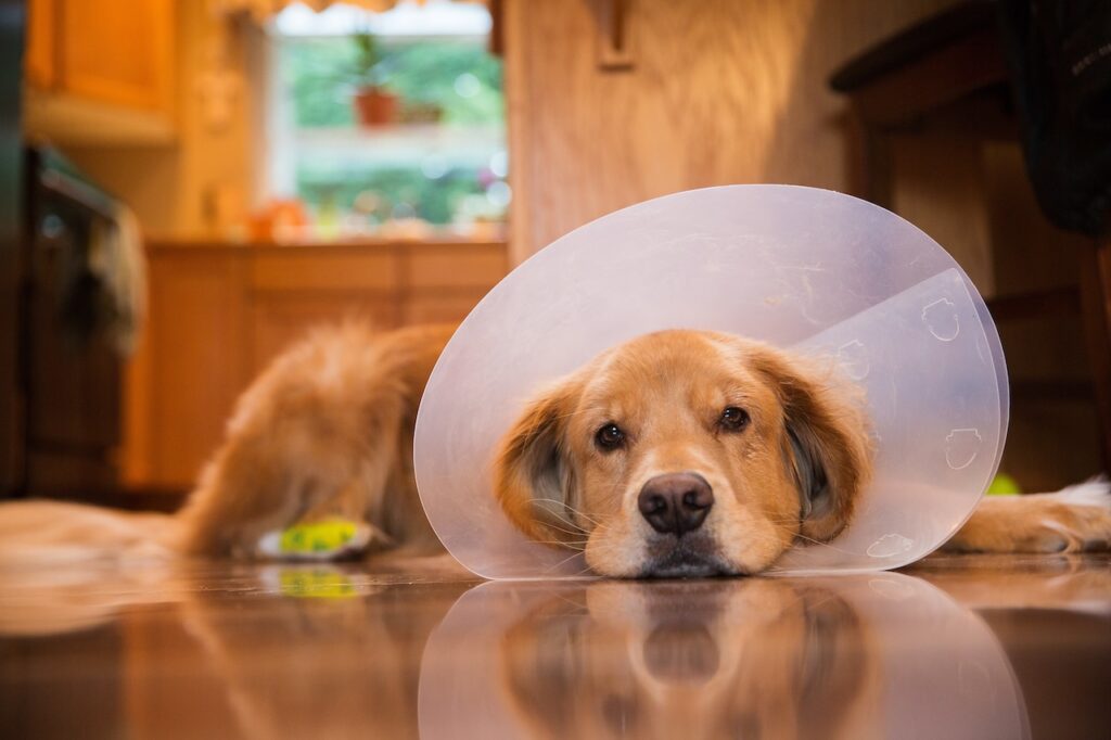 laser thérapeutique chez le chien