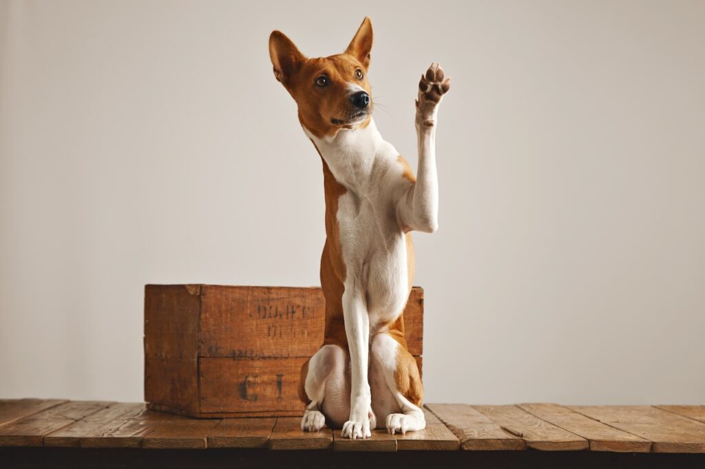 Basenji