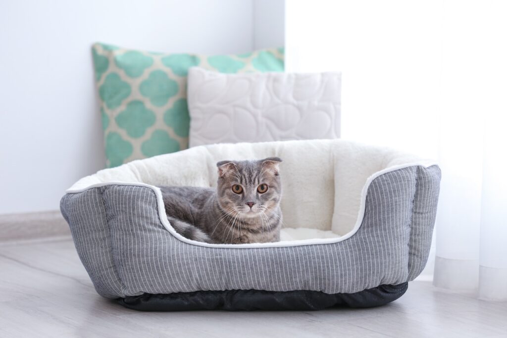 assurance maladie pour animaux