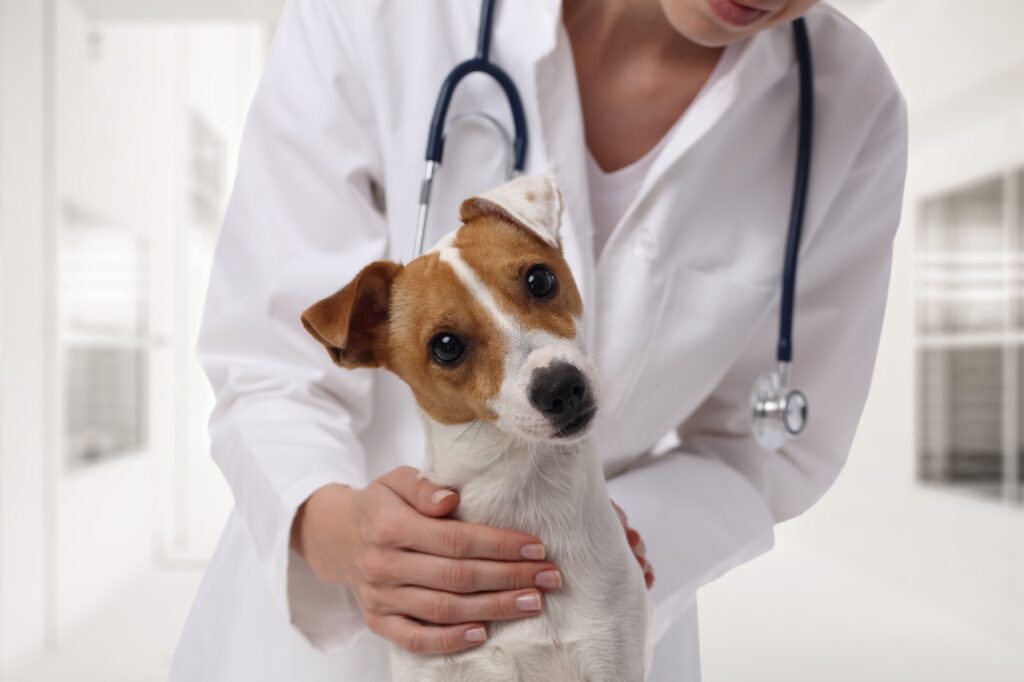 Vétérinaire examinant un chien avec perte d'équilibre due au syndrome vestibulaire