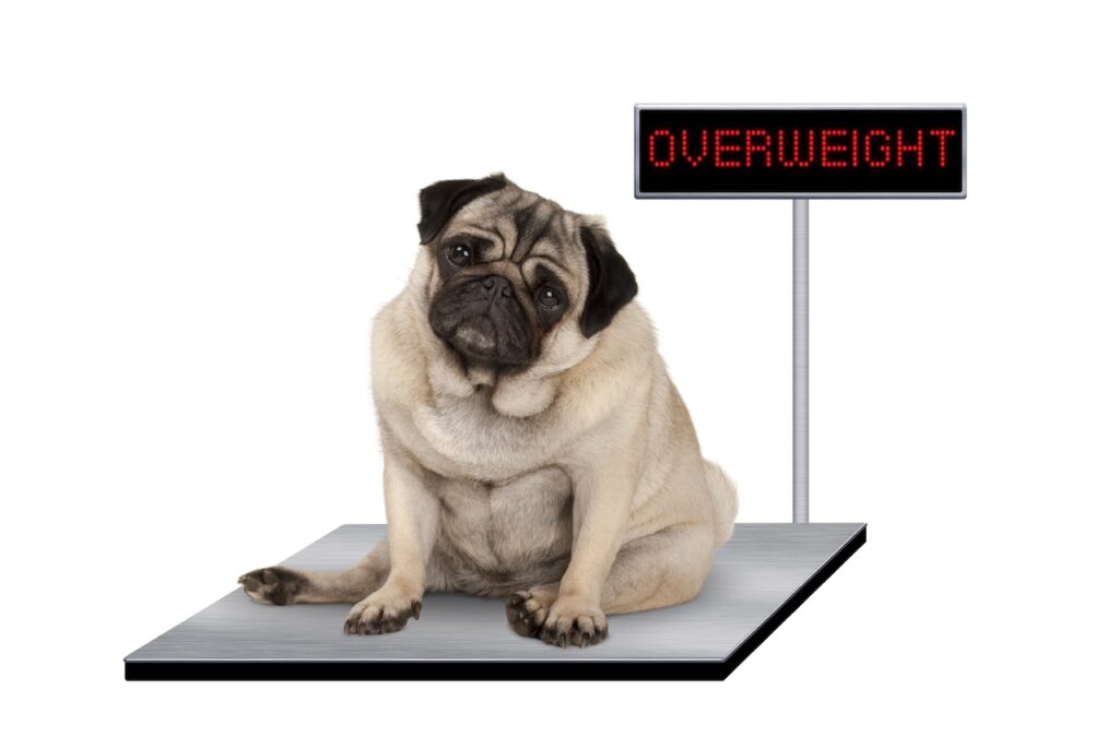 Chien en rééducation après chirurgie du ligament croisé