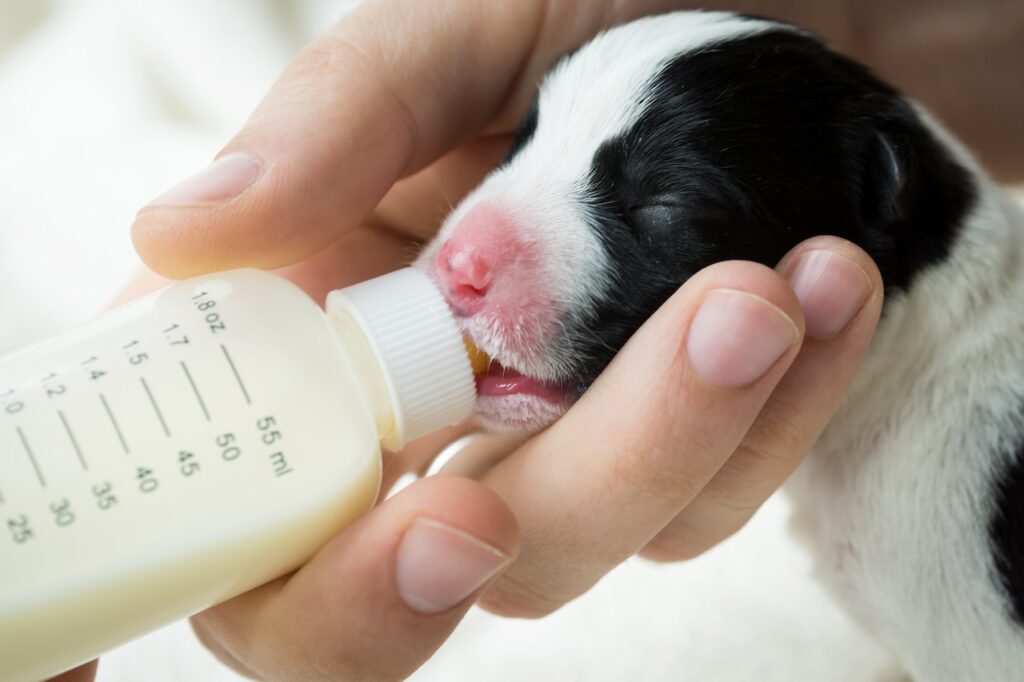 Lait de remplacement pour chiots