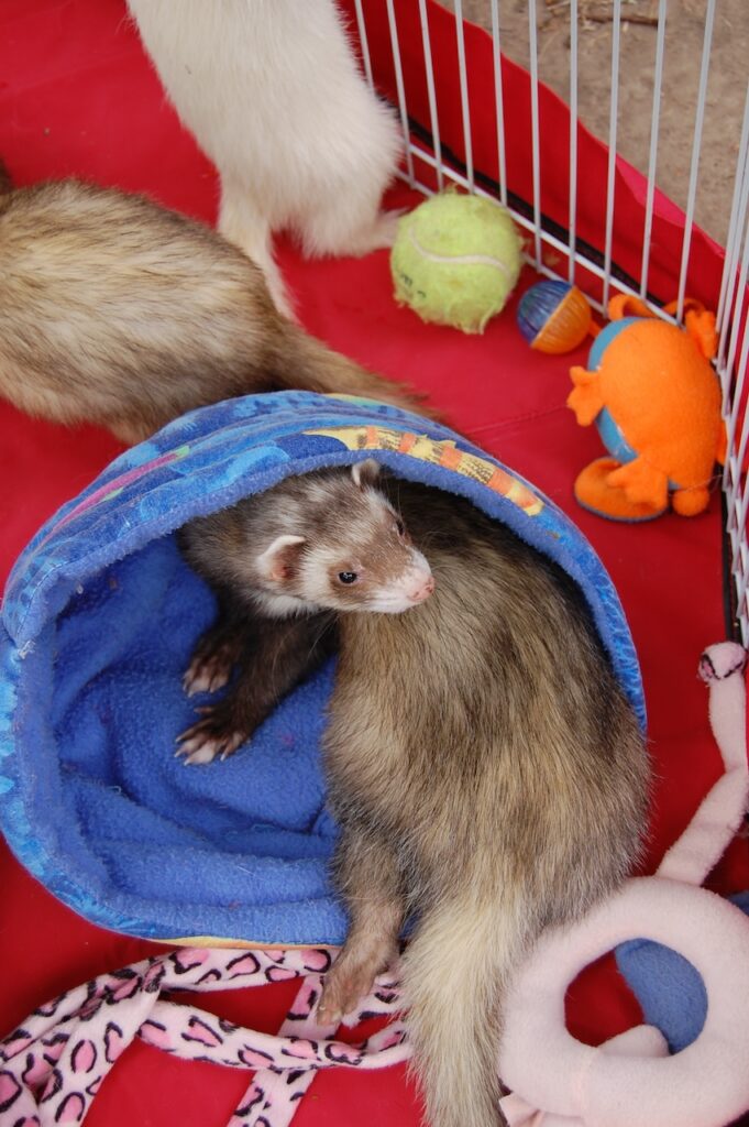 furet comme animal compagnie