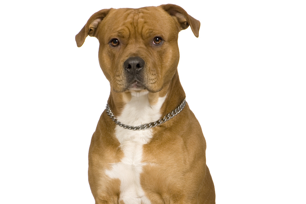 American Staffordshire Terrier