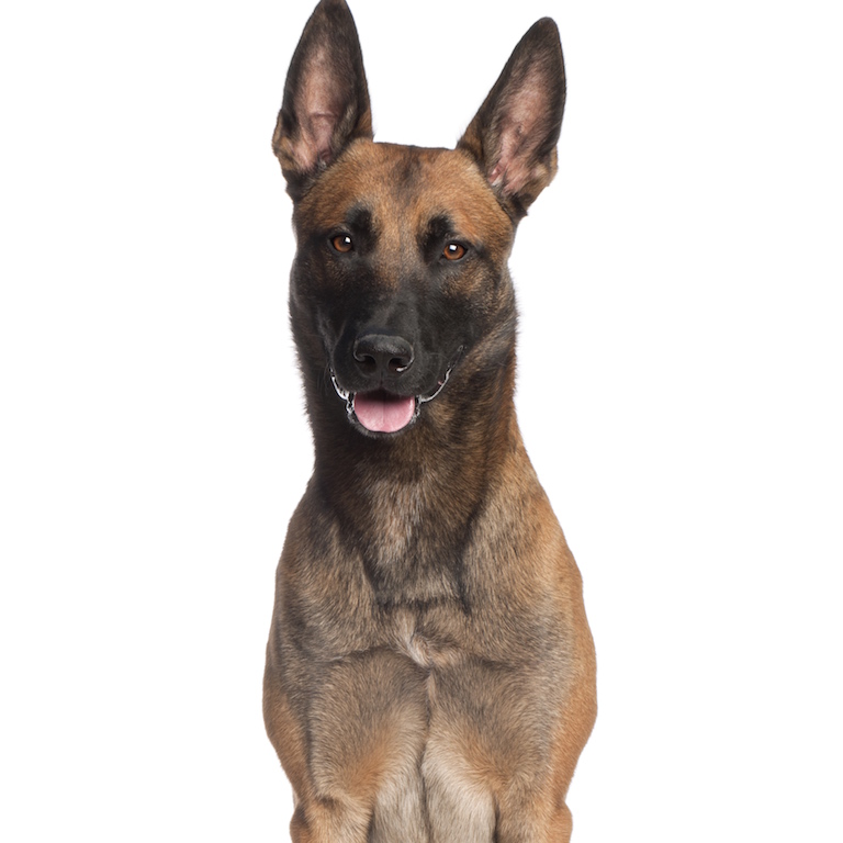 fistules périnéales chez le chien