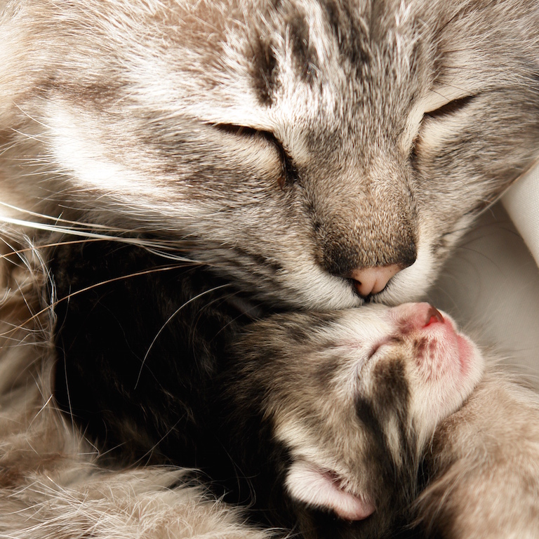 reproduction chez le chat