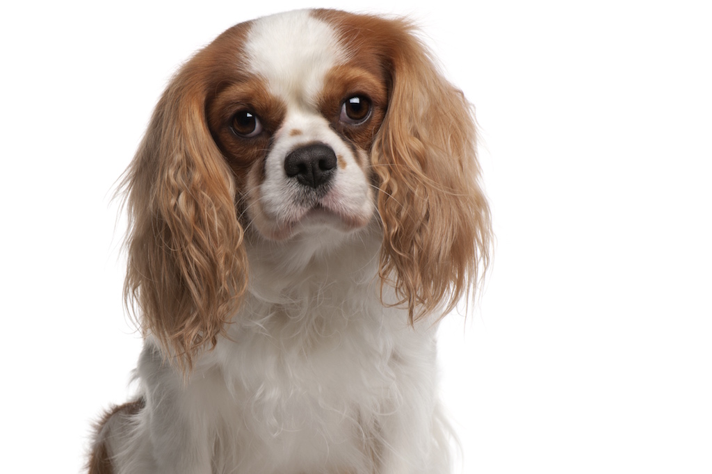 Cavalier King Charles Spaniel