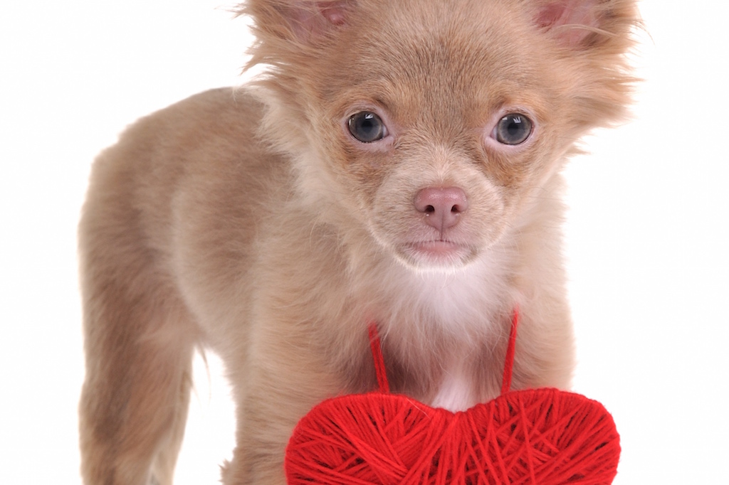 Chien avec symptômes possibles de corps étranger dans l'estomac