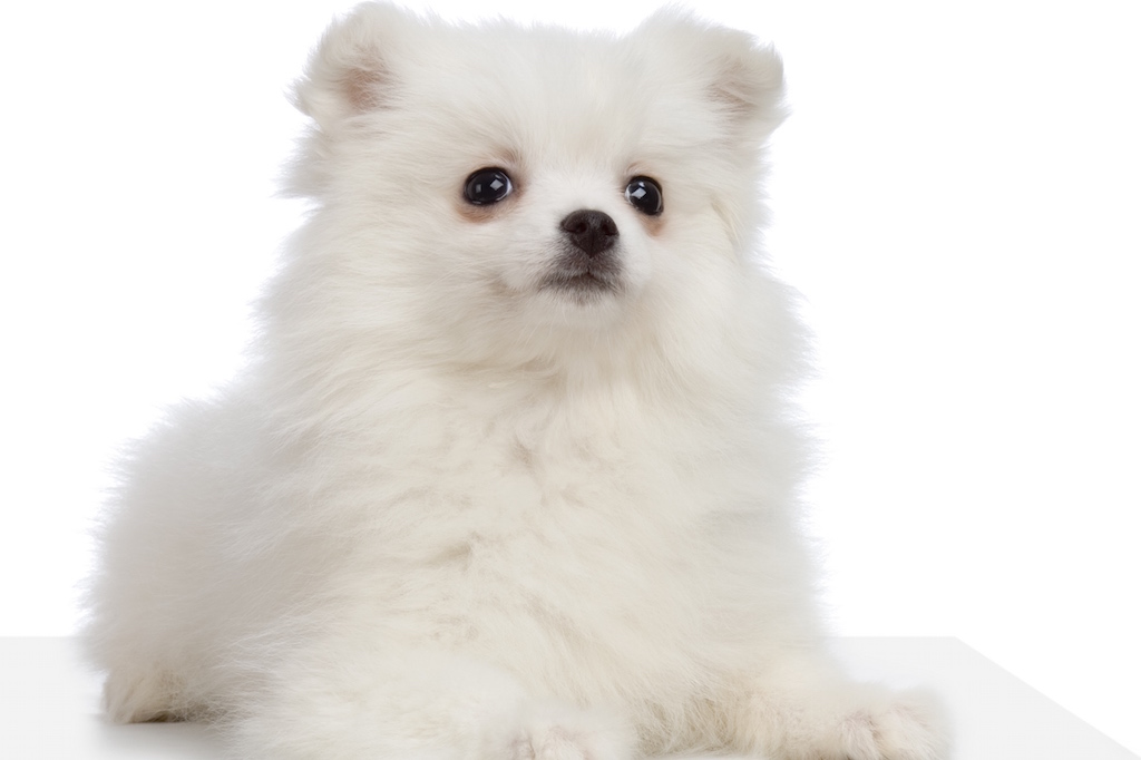 chien a risque de pierre vesicale