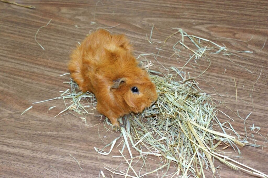 alimentation du cobaye