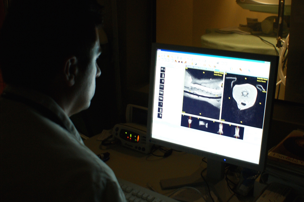 Diagnostic de la malformation occipitale chez le chien