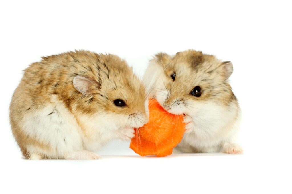 soins et habitat hamster