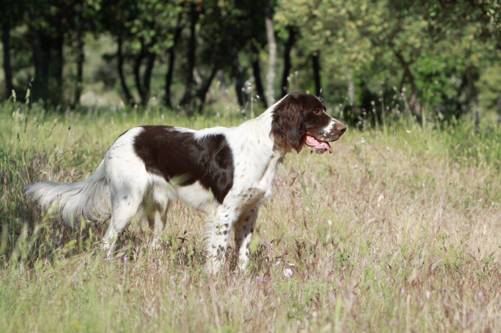 Chien de chasse marchant dans les herbes longues, exposé au risque de piqûre de tique