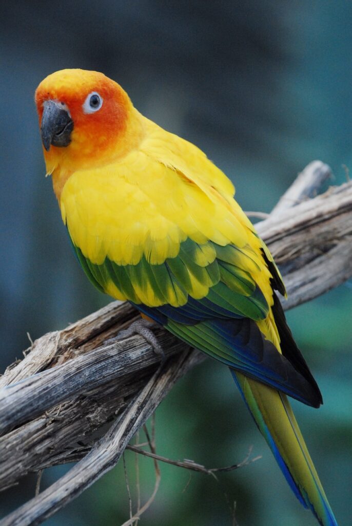 ponte chronique oiseaux calcium