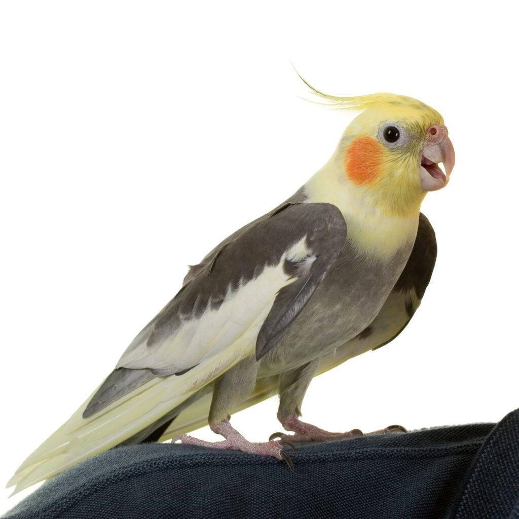 Cockatiel, ou perruche calopsitte