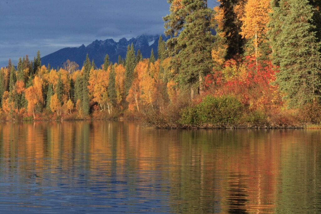 construire une niche pour chats