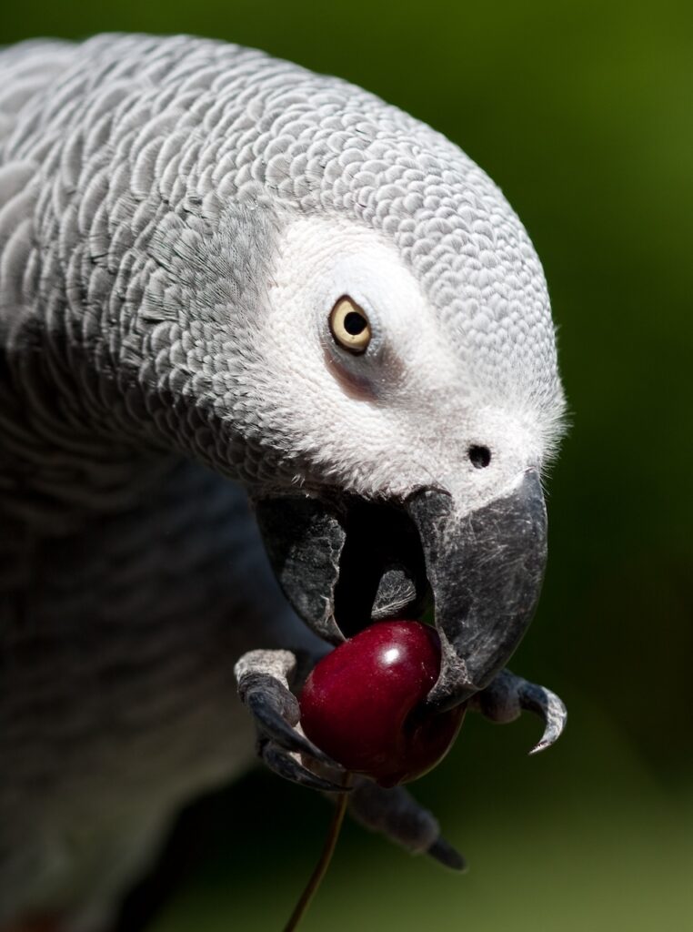 alimentation équilibrée des oiseaux