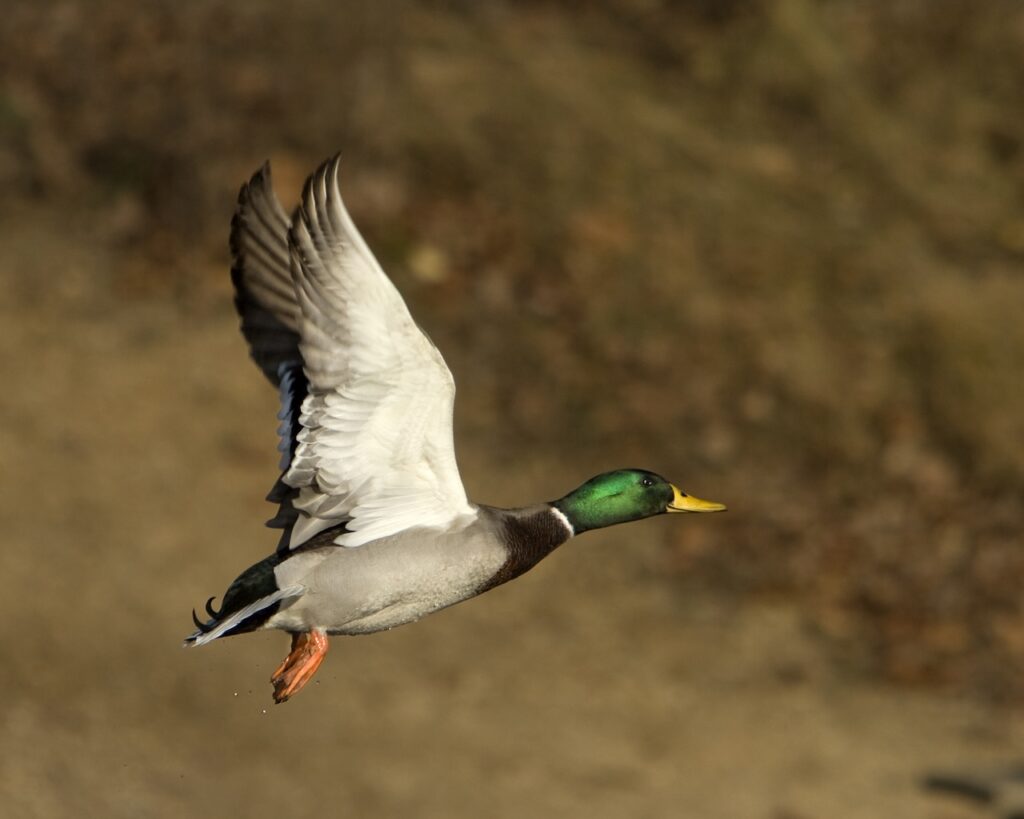 oiseau migrateur pouvant transmettre des tiques chez le chien