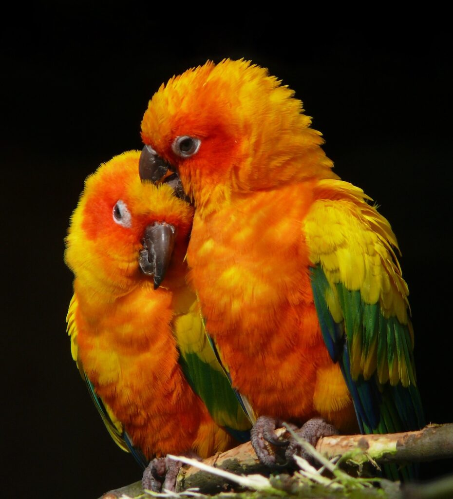 Ponte chronique oiseaux