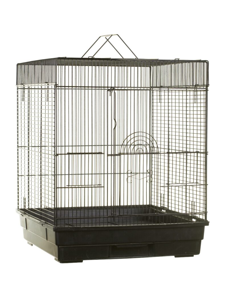 cage de votre oiseau