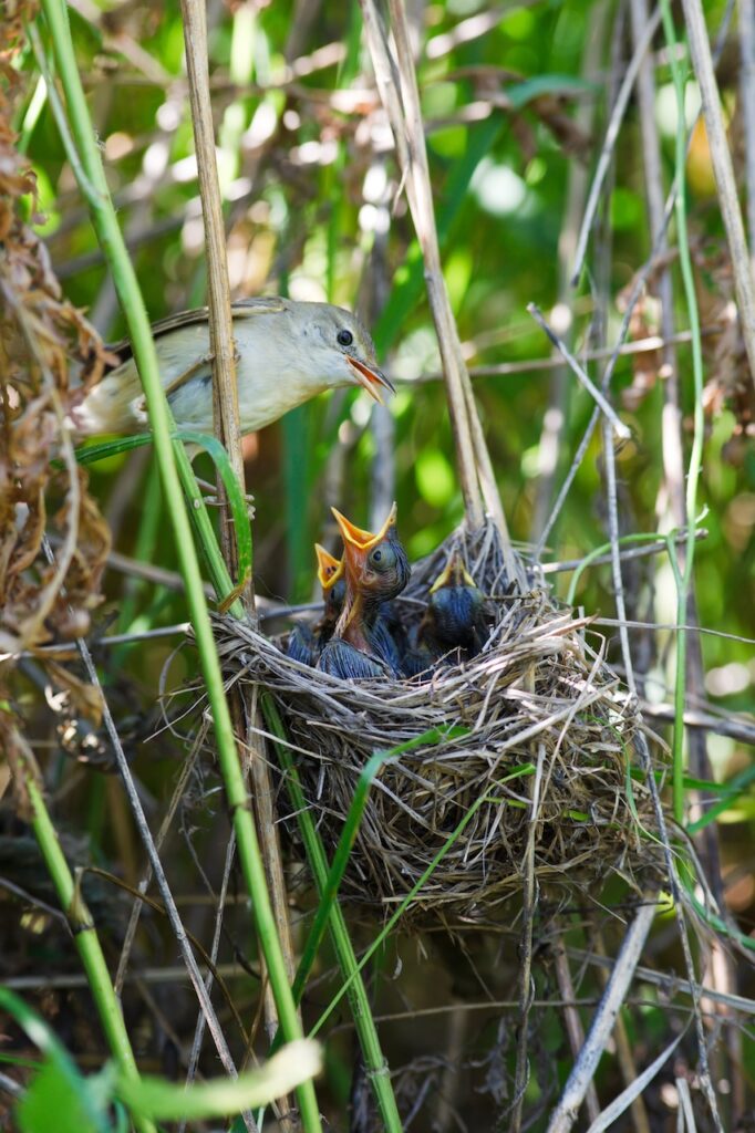 soins aux jeunes oiseaux