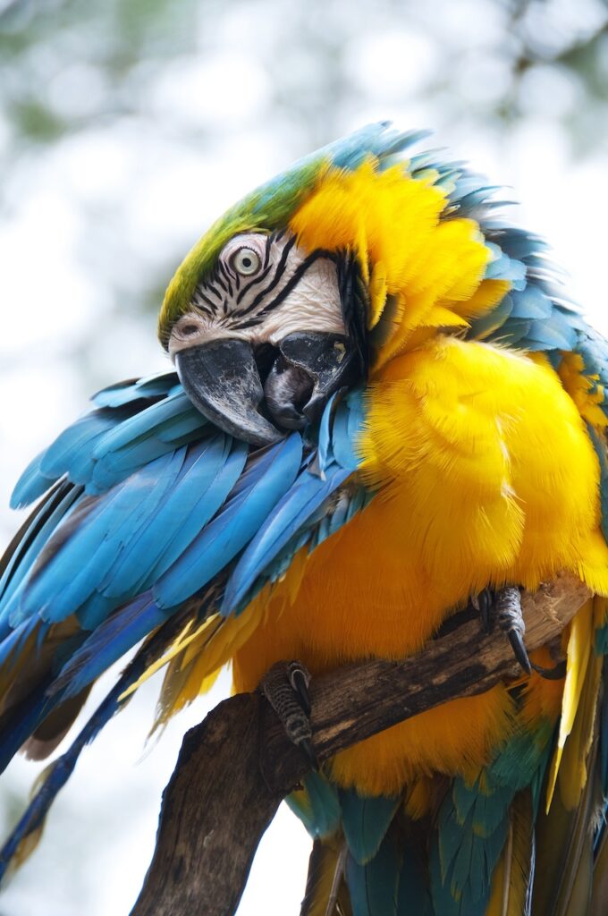 maladie Pacheco perroquets transmission