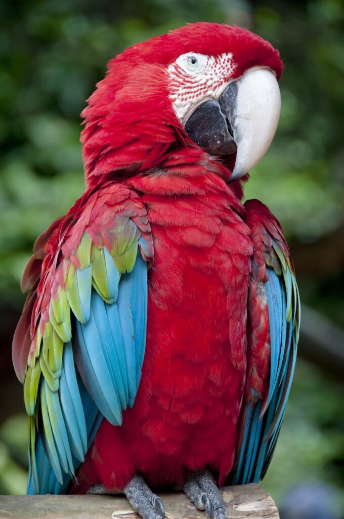 maladie Pacheco perroquets transmission