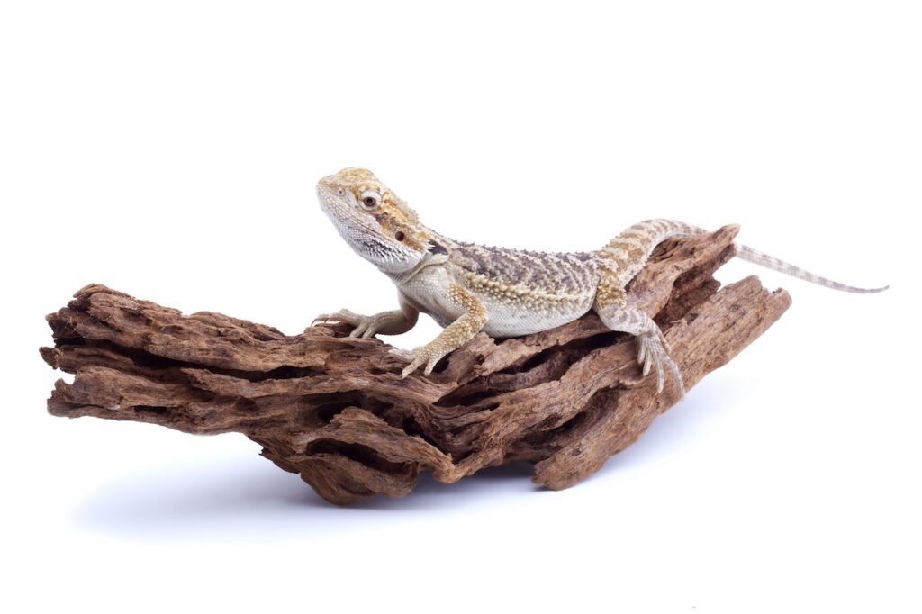 alimentation équilibrée des reptiles