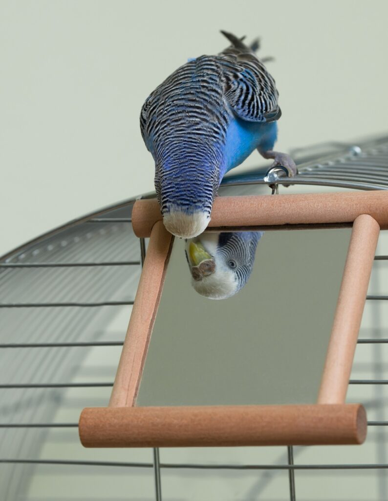 cage de votre oiseau