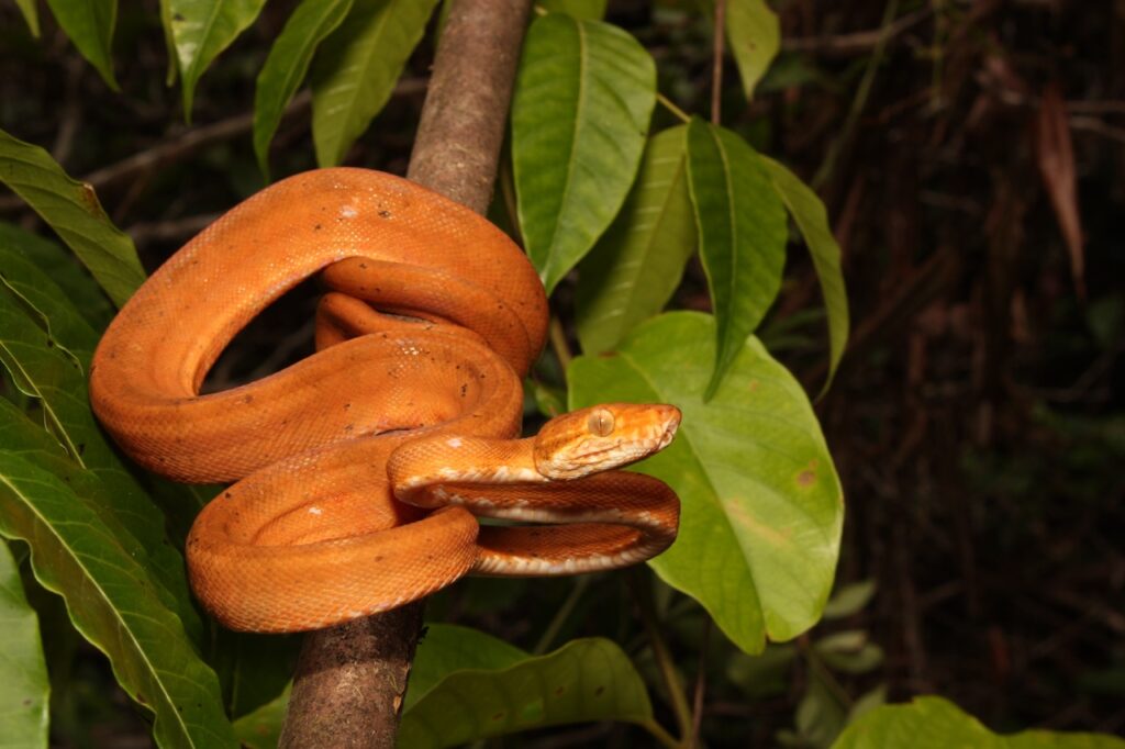 paramètres environnementaux des serpents