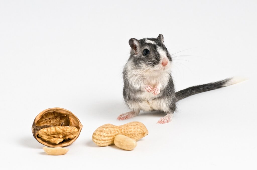 soins et alimentation gerbille