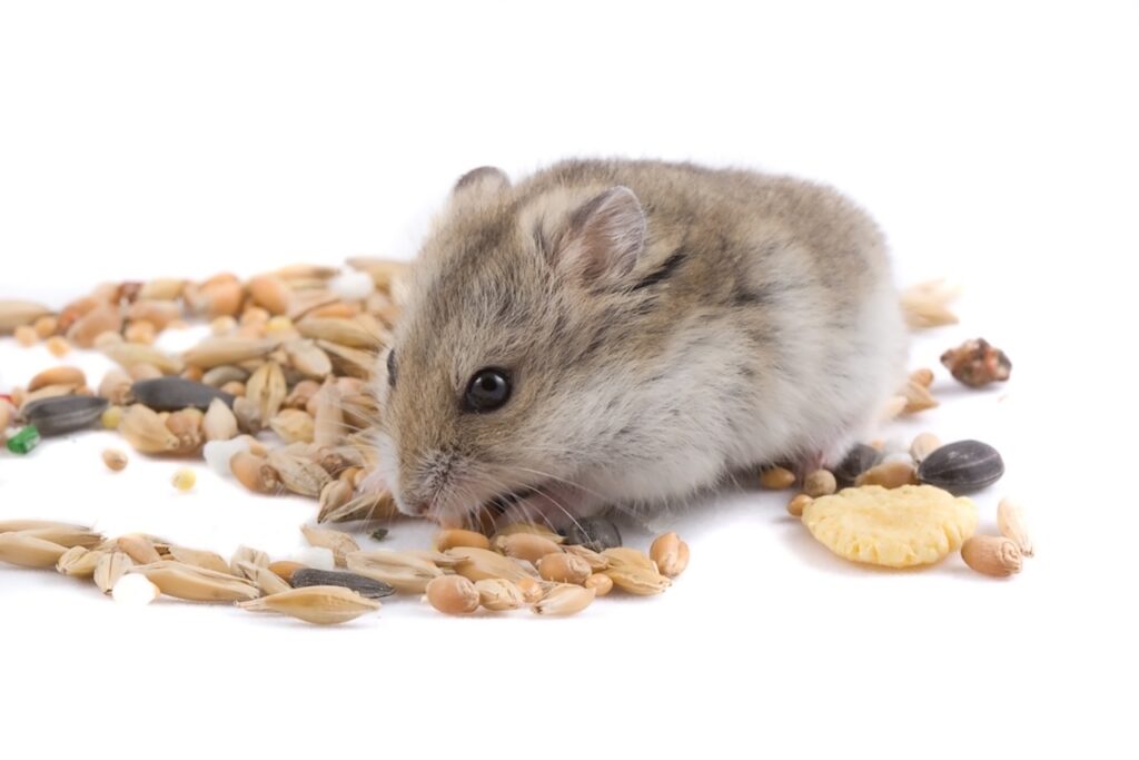 soins et habitat hamster