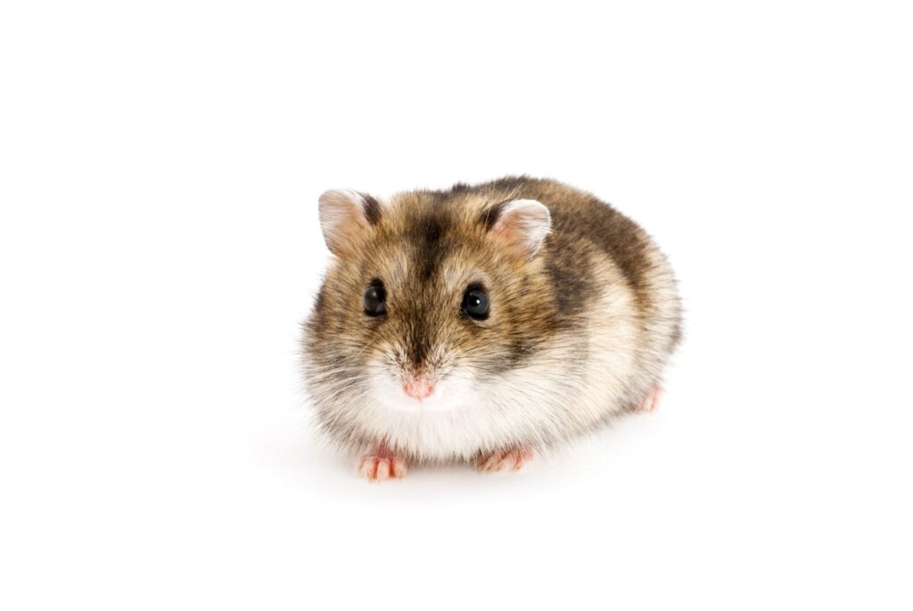 soins et habitat hamster