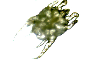Parasites externes chez les animaux: mite d'oreille