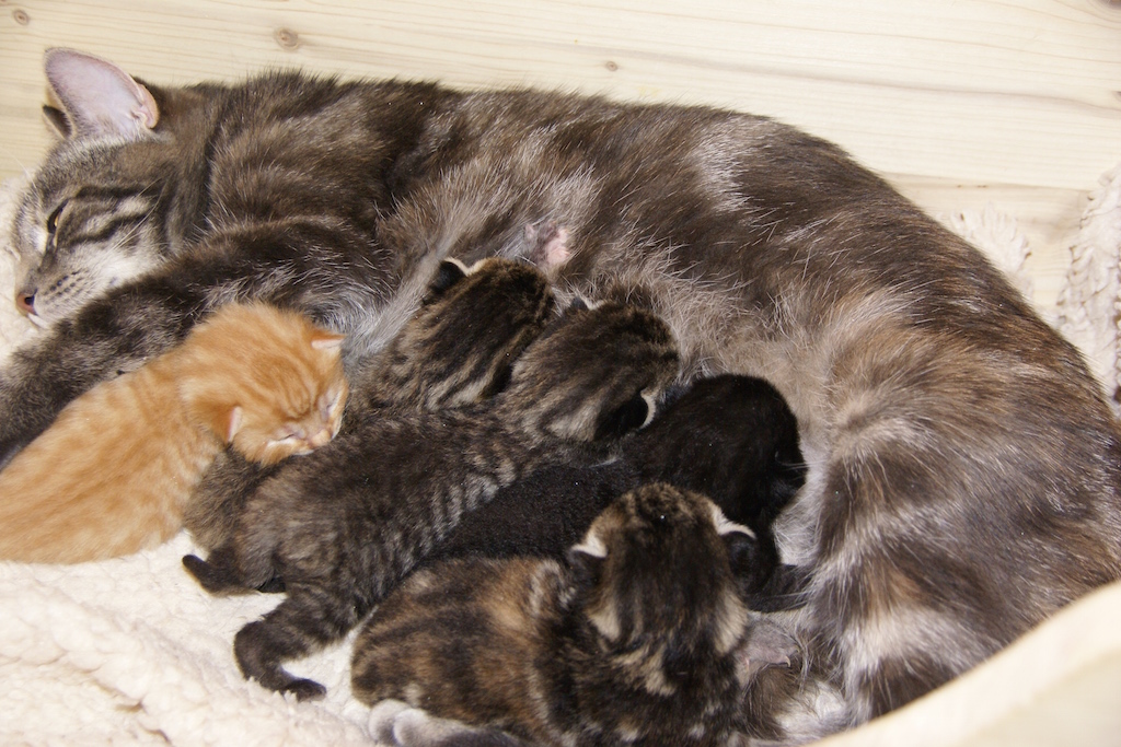 Toxocara chez le chat