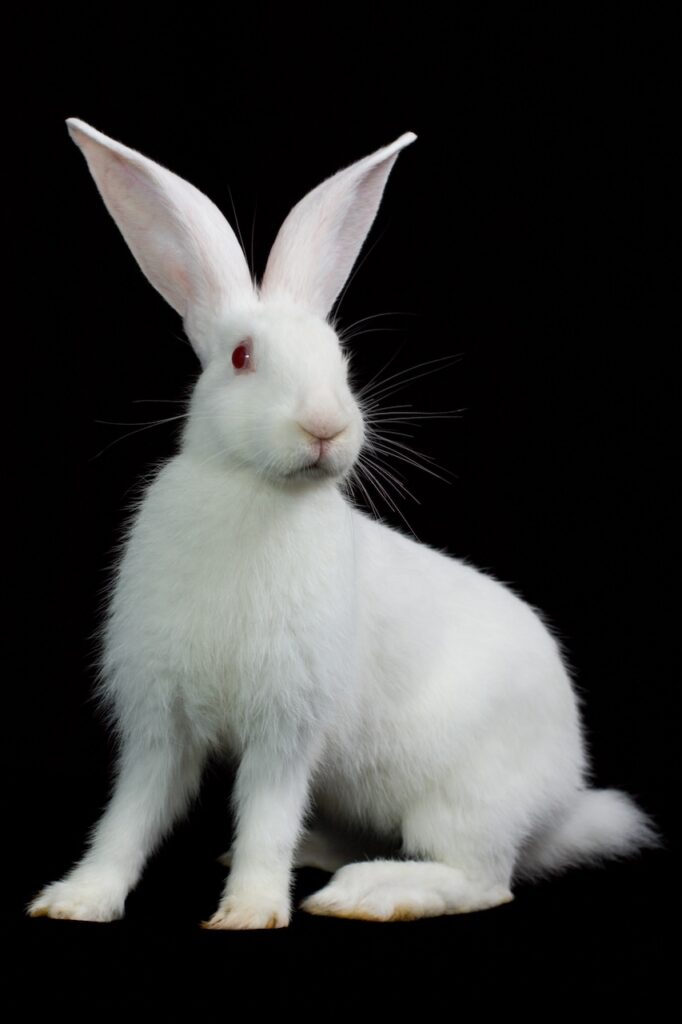 maladie virale hémorragique du lapin