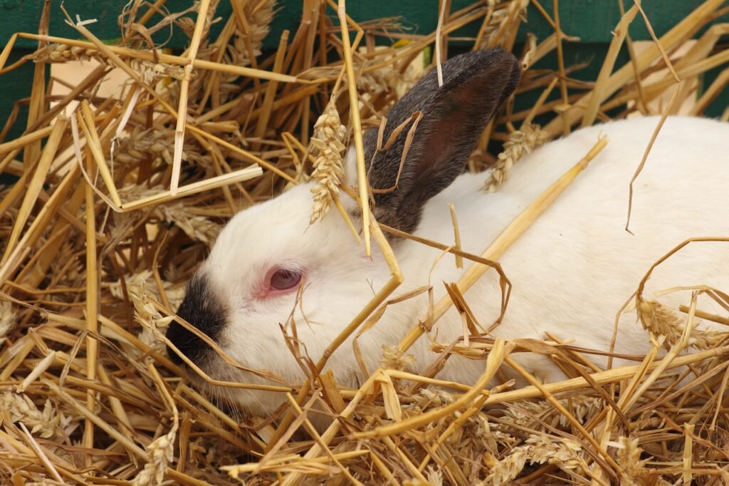 obésité chez le lapin