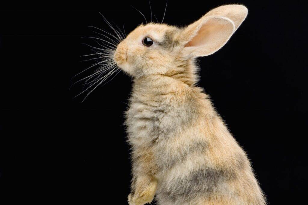 pasteurellose chez le lapin
