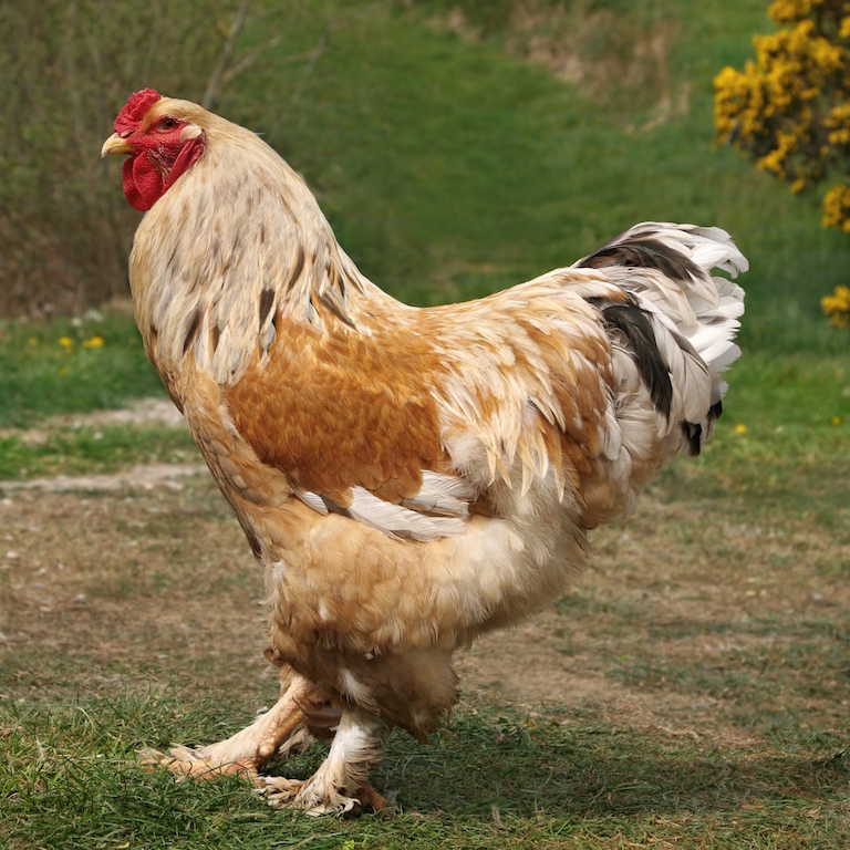 alimentation équilibrée poules compagnie