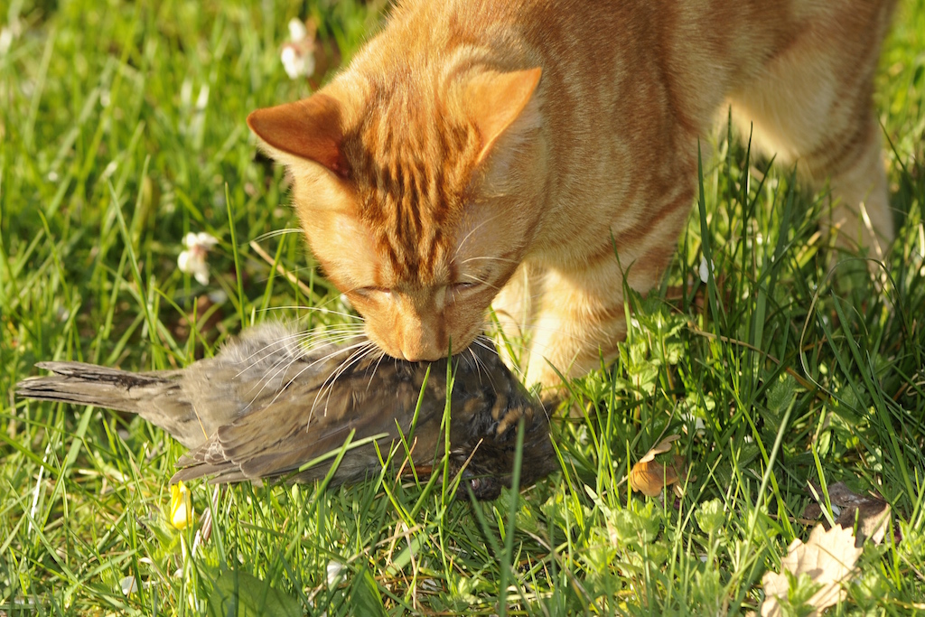 Ancylostoma chez le chat
