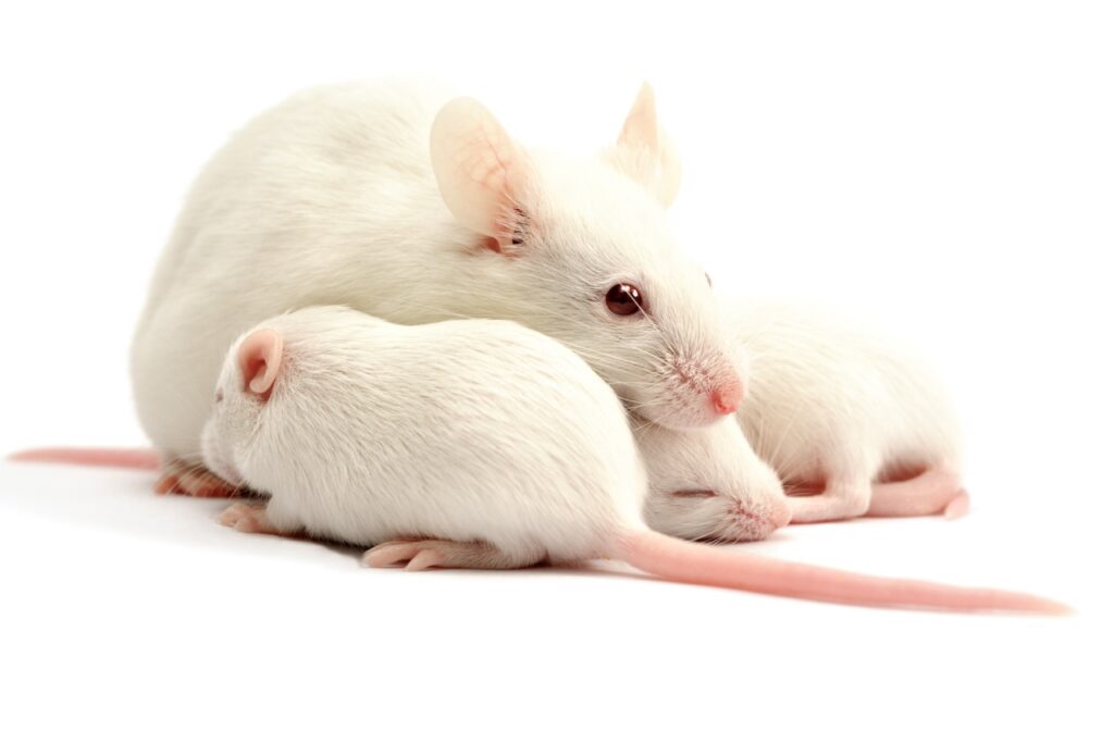 soins et habitat souris