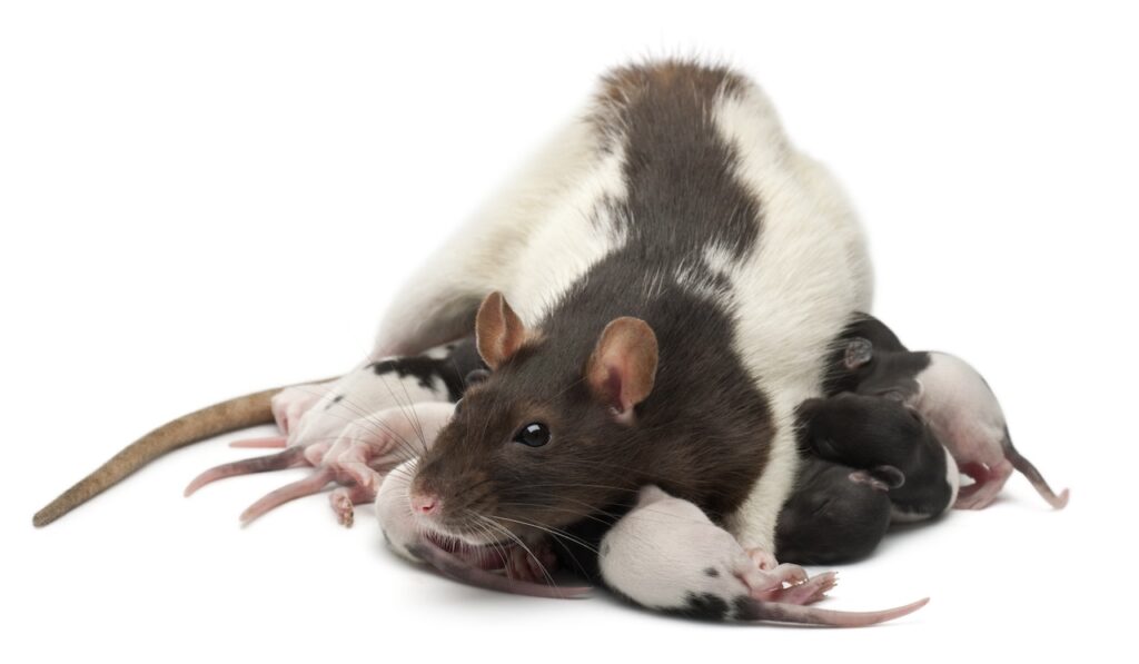 rat domestique santé
