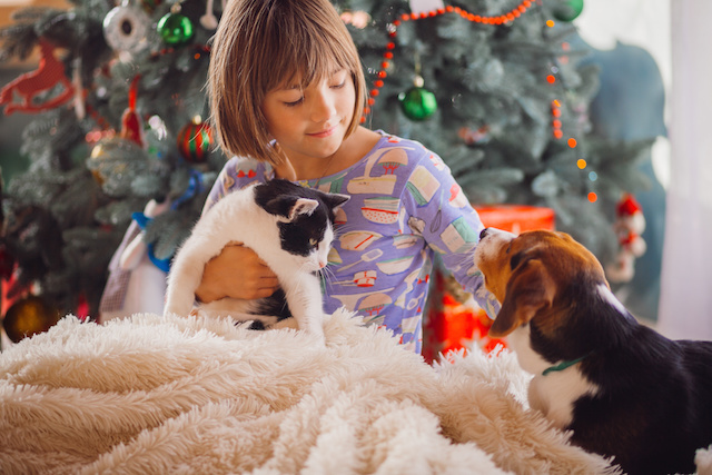 Passer les Fêtes avec ses animaux en toute sécurité