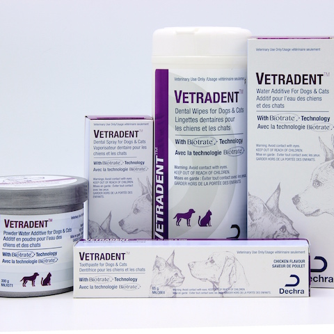 Soins dentaires chez le chien après une chirurgie dentaire