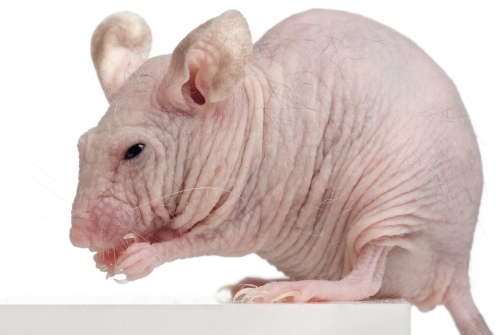 problèmes respiratoires chez le rat