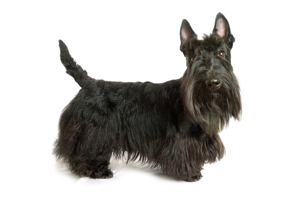 tumeurs testiculaires canines
