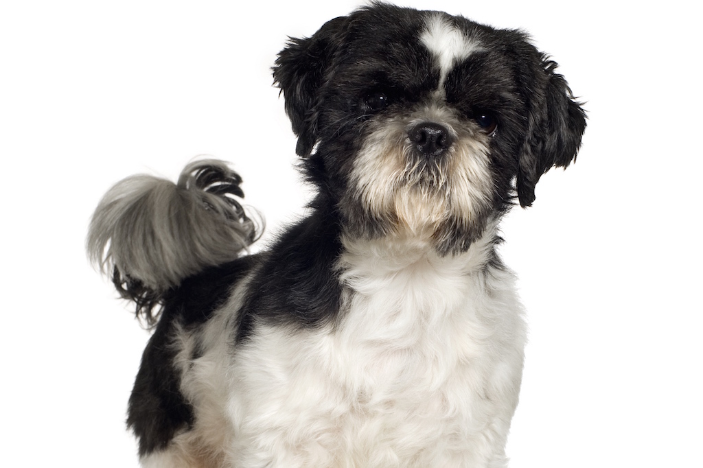 Intoxication aux raisins chez le chien